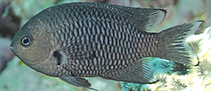 Image of Pomacentrus nigriradiatus (Blackray damselfish)
