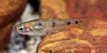 Image of Poeciliopsis paucimaculata (Few-spotted toothcarp)