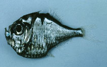 Image of Polyipnus triphanos (Threelight hatchetfish)