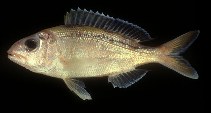 Image of Pristipomoides argyrogrammicus (Ornate jobfish)