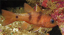 Image of Pristicon rufus (Rufus cardinalfish)