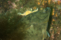 Image of Pseudopleuronectes americanus (Winter flounder)