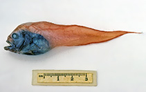 Image of Psednos balushkini (Palemouth snailfish)