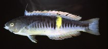 Image of Pseudocoris bleekeri (Philippines wrasse)