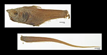 Image of Pseudonezumia cetonuropsis 