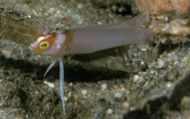 Image of Pseudoplesiops collare (Collared dottyback)