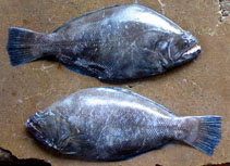 Image of Psettodes erumei (Indian halibut)