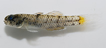 Image of Pseudogobius fulvicaudus (Yellowfin snubnose goby)