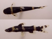 Image of Nanobagrus fuscus 