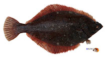 Image of Pseudopleuronectes herzensteini (Yellow striped flounder)