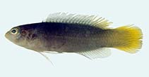 Image of Pseudochromis melanurus (Blacktail dottyback)