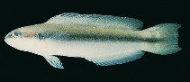 Image of Pseudochromis nigrovittatus (Blackstripe dottyback)