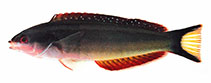 Image of Pseudocoris occidentalis (African torpedo wrasse)
