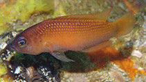 Image of Pseudochromis rutilus (Red-gold Dottyback)