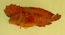 Image of Pseudopataecus taenianotus (Longfin velvetfish)