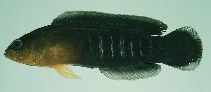 Image of Pseudochromis tapeinosoma (Blackmargin dottyback)