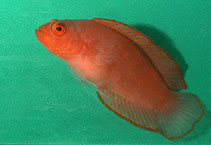 Image of Pseudoplesiops typus (Hidden basslet)