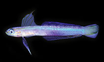 Image of Ptereleotris caeruleomarginata (Bluemargin dartfish)