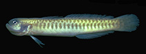 Image of Pterocerdale insolita 