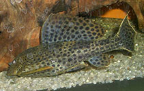 Image of Pterygoplichthys weberi 