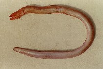 Image of Pythonichthys macrurus (Longtailed shortfaced eel)
