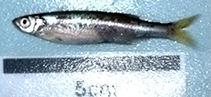 Image of Rastrineobola argentea (Silver cyprinid)