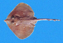 Image of Caliraja cortezensis (Cortez skate)