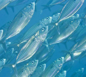 Image of Rastrelliger kanagurta (Indian mackerel)