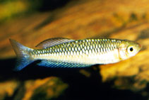 Image of Rhadinocentrus ornatus (Ornate rainbowfish)
