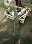 Image of Pseudobatos planiceps (Pacific guitarfish)