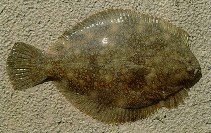 Image of Rhombosolea retiaria (Black flounder)
