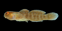 Image of Risor ruber (Tusked goby)