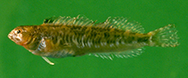 Image of Salariopsis fluviatilis (Freshwater blenny)