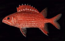 Image of Sargocentron ittodai (Samurai squirrelfish)