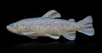 Image of Salmo rizeensis (Rize trout)