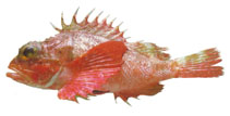 Image of Scorpaena agassizii (Longfin scorpionfish)