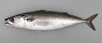 Image of Scomber colias (Atlantic chub mackerel)
