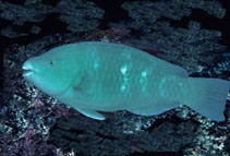Image of Scarus compressus (Azure parrotfish)