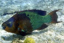 Image of Scarus guacamaia (Rainbow parrotfish)