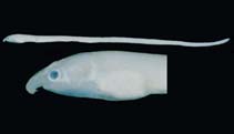 Image of Schismorhynchus labialis (Grooved-jaw worm eel)