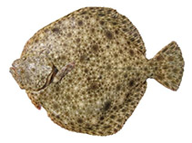 Image of Scophthalmus maeoticus (Black Sea turbot)