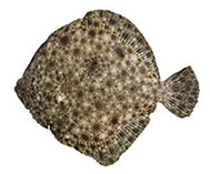Image of Scophthalmus maeoticus (Black Sea turbot)