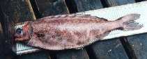 Image of Schedophilus medusophagus (Cornish blackfish)