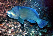 Image of Scarus perrico (Bumphead parrotfish)