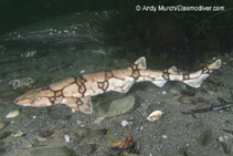 Image of Scyliorhinus retifer (Chain catshark)