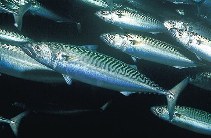 Image of Scomber scombrus (Atlantic mackerel)