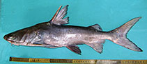 Image of Sciades sona (Sona sea catfish)