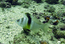 Image of Serranus atrobranchus (Blackear bass)