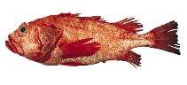 Image of Sebastes borealis (Shortraker rockfish)