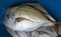 Image of Selene dorsalis (African moonfish)